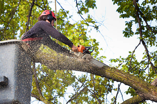 Mulching Services in Folly Beach, SC